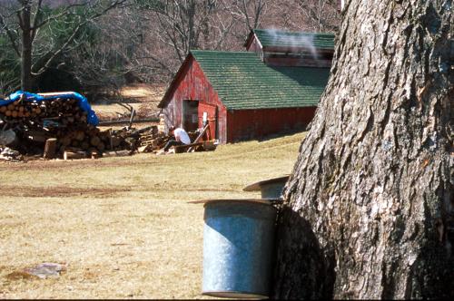 Collecting Sap for the Sugar House